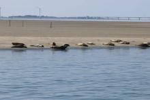 Zeehonden, Uisge Beatha, Zeilen, Watersport Zeehonden, Uisge Beatha, Zeilen, Watersport