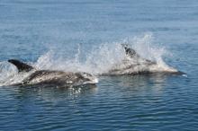 Flipper!!, Uisge Beatha, Zeilen, Watersport Flipper!!, Uisge Beatha, Zeilen, Watersport