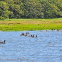 Cowes - Beaulieu River - 28