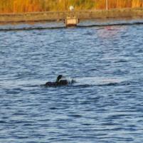 Middelburg-Grevelingen - 5