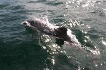 Snel, Uisge Beatha, Zeilen, Watersport Snel, Uisge Beatha, Zeilen, Watersport