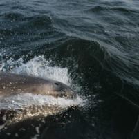 Herkingen-Ramsgate19