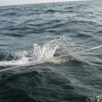 Herkingen-Ramsgate16