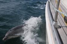 Flipper, Uisge Beatha, Zeilen, Watersport Flipper, Uisge Beatha, Zeilen, Watersport