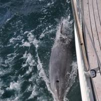 StVaast-GrandcampMaisy - 08