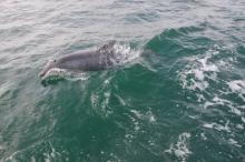 Flipper, Uisge Beatha, Zeilen, Watersport Flipper, Uisge Beatha, Zeilen, Watersport