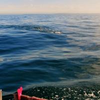 Carteret-Dielette - 03