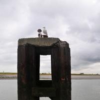 Nieuwpoort-Blankenberge - 1