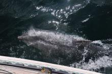 Ademen, Uisge Beatha, Zeilen, Watersport Ademen, Uisge Beatha, Zeilen, Watersport