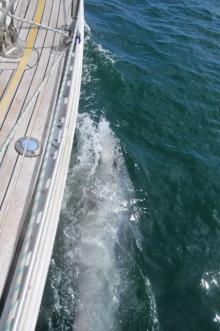 Flipper, Uisge Beatha, Zeilen, Watersport Flipper, Uisge Beatha, Zeilen, Watersport