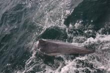 Beschadigd, Uisge Beatha, Zeilen, Watersport Beschadigd, Uisge Beatha, Zeilen, Watersport