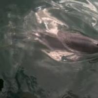 Bruinvis naast de boot