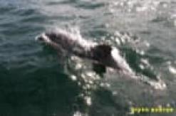 Dolfijn zwemt mee