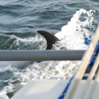 Herkingen-Ramsgate07