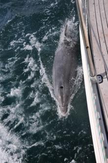 Dichtbij, Uisge Beatha, Zeilen, Watersport Dichtbij, Uisge Beatha, Zeilen, Watersport