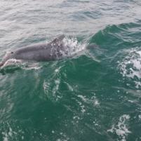 StVaast-GrandcampMaisy - 05