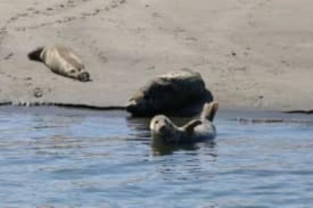 Zonnebadende zeehonden